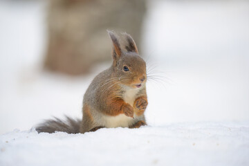 Cute Norwegian Red squirrel (Sciurus vulgaris) in snow