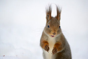 Cute Norwegian Red squirrel (Sciurus vulgaris) in snow