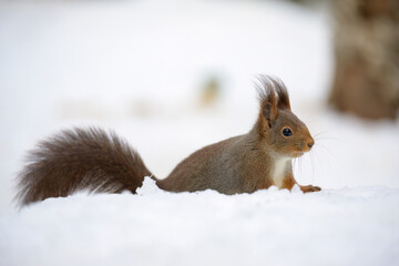 Cute Norwegian Red squirrel (Sciurus vulgaris) in snow