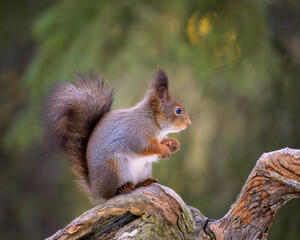 Cute Norwegian Red squirrel (Sciurus vulgaris)