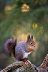 Cute Norwegian Red squirrel (Sciurus vulgaris)