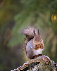 Cute Norwegian Red squirrel (Sciurus vulgaris)
