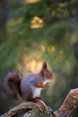 Cute Norwegian Red squirrel (Sciurus vulgaris)