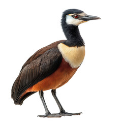 Jacana isolated on transparent background, PNG