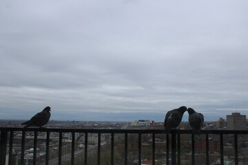 two loving pigeons and a third wheel 