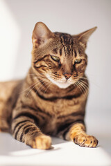 A beautiful bengal cat reclines in soft glow of sunlight, its piercing gaze and distinct fur patterns highlighting its elegance and charm in a tranquil setting