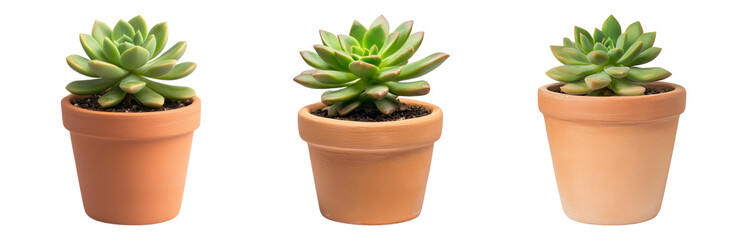 Fototapeta premium Variety of succulents in terracotta pots displayed Isolated on transparent background