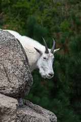 Adult mountain goat (Oreamnos americanus) climbing large Rocky Mountain boulders in Colorado against a background of lush greenery