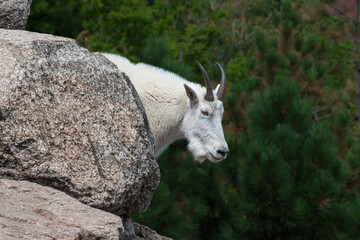 Adult mountain goat (Oreamnos americanus) climbing large Rocky Mountain boulders in Colorado...