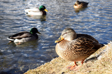 Female of mallard, wild duck (Anas platyrhynchos) with other wild ducks in the background