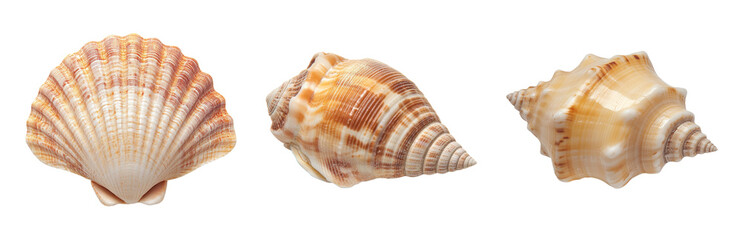 Obraz premium Three Varieties of Sea Shells on White Isolated on transparent background