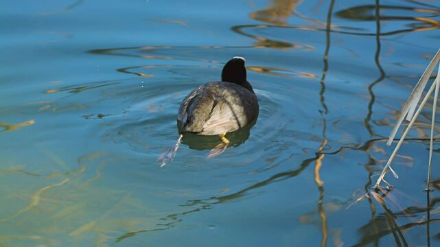 A bald coot swimming gracefully in the clear, rippled water of the lake. Close-up. Sun glare dancing on the surface, creating a calm atmosphere