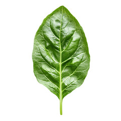 Obraz premium fresh green leaves of lettuce