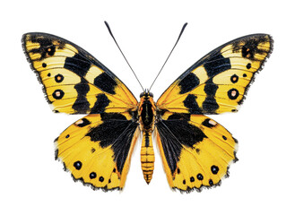 Explore the beauty of a majestic butterfly with vibrant yellow and black patterns resting gracefully on a surface, cut out