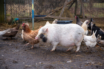 A pot bellied pig with a white and black spotted coat walks in a muddy farmyard with chickens and ducks, enclosed by a wire fence and farm equipment.