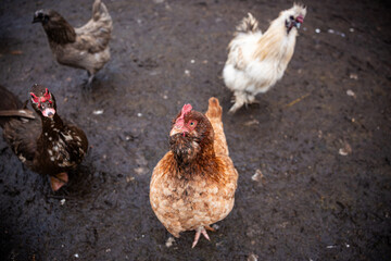 A brown hen looks directly at the camera on wet, uneven ground. Other chickens, including a white rooster, are scattered in the background outdoors.