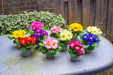 Several brightly colored potted primroses (Primula) on a garden table