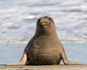 Fototapeta premium Northern Elephant seals (Mirounga angustirostris) pup or sea elephants are very large, oceangoing earless seals, California Coast