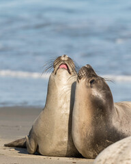 Northern Elephant seals (Mirounga angustirostris) pup or sea elephants are very large, oceangoing...