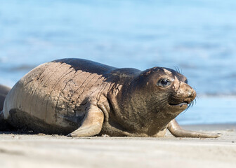 Northern Elephant seals (Mirounga angustirostris) pup or sea elephants are very large, oceangoing...