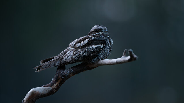 European nightjar (Caprimulgus europaeus)