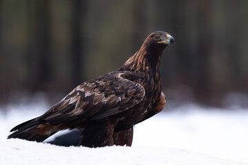 Golden Eagle in Estonian Bog – Majestic Winter Scene