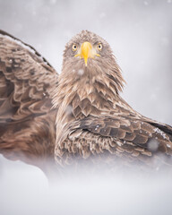 White-tailed eagle (Haliaeetus albicilla)