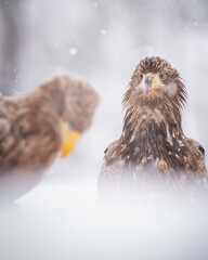White-tailed eagle (Haliaeetus albicilla)