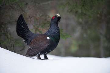 Western capercaillie (Tetrao urogallus)