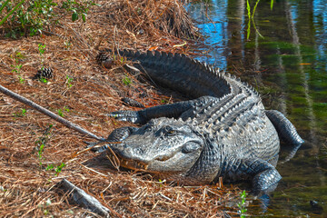 Full-length photo of alligator resting by a freshwater lake.