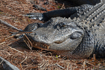 Close-up photo  of alligator head.