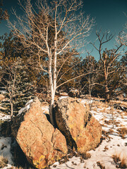Young tree broke a huge stone and continues to grow from the rock. Birch grew through the stone in the mountain forest