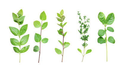 Variety of fresh green herbs on display for culinary use in cooking and garnishing dishes, cut out