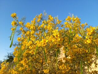 Australian native Feathery Cassia or Sive Senna (Senna Artemisioides) as informal hedge used in desert style xeriscaping in Phoenix, Arizona