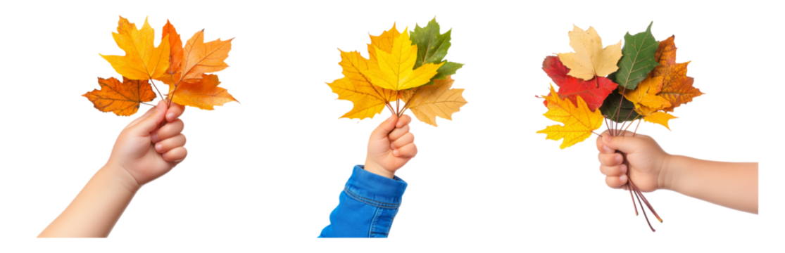 Hands Holding Autumn Leaves in Nature Isolated on transparent background