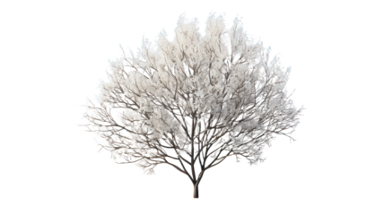 3D Serviceberry Tree isolated on transparent background, PNG