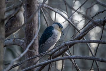 Night heron sitting in tree