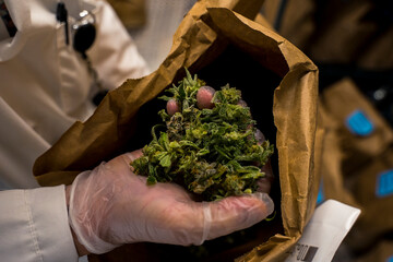 Holding Fresh Frozen Cannabis Drying In A Cooler
