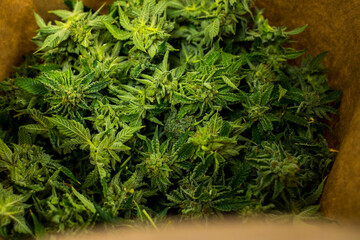 Mac 1 Fresh Cannabis Curing For Fresh Frozen