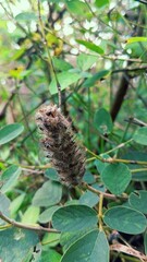 caterpillar on a leaf, 