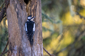 Great spotted woodpecker (Dendrocopos major)