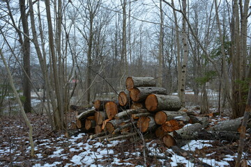 Aspen logs in a spring forest in a pile. Textured logs with bark outdoors.