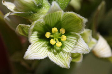 Close-up of a White Hellebore ( Veratrum album ) blossom with yellow stamina