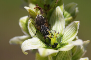 Close-up of aphids and a fly on a White Hellebore ( Veratrum album ) blossom