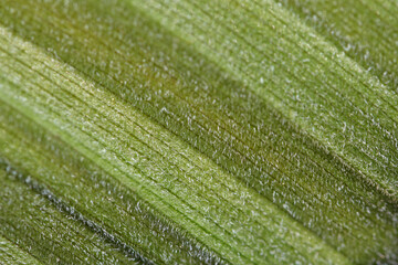 White Hellebore ( Veratrum album ) plant close-up of the underside of a hairy green leaf with trichomes