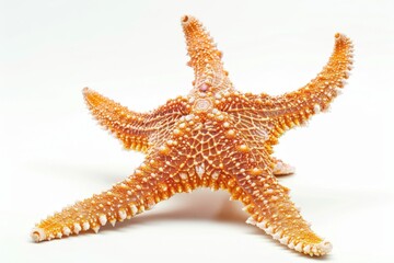 A focused close-up of a starfish, showcasing its detailed, bumpy texture and symmetrical arms against a simple white background.