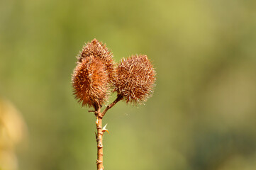 dry, thorny fruits of a plant from the central cerrado region of Brazil