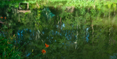 distorted reflected vegetation in still water surface of lake with orange colored flowers in foreground