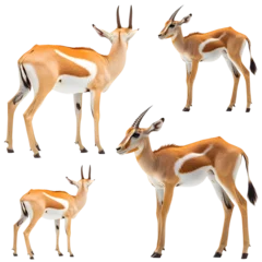 Papier peint photo intissé Impala antelope in the wild and isolated on white background