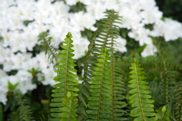 Close-up of green fern leaves in sunlight